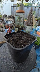 328K views · 3.9K reactions | Potting Echeveria firebreak 華❤️ #bikolanahardinera #echeveria #plantsmakepeoplehappy #succulentgarden #succulents #garden #succulentcollection | Bikolanahardinera | Facebook