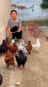 Hongyi Pigeon Breeding | Hongyi Pigeon Breeding