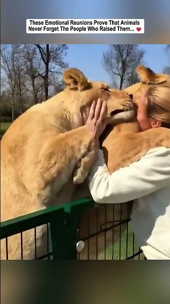 These Emotional Reunions Prove That Animals Never Forget The People Who Raised Them