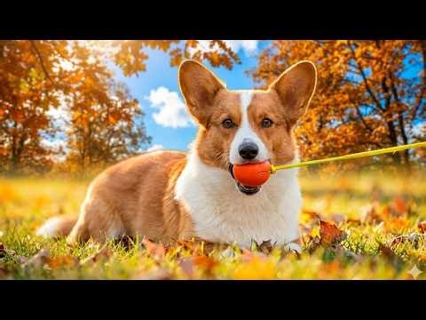 I built a $3 Tetherball for my Corgi (He Destroyed It)