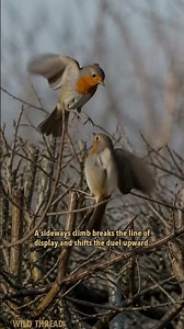 European Robins: The Red Breast That Turns A Hedge Into A Duel