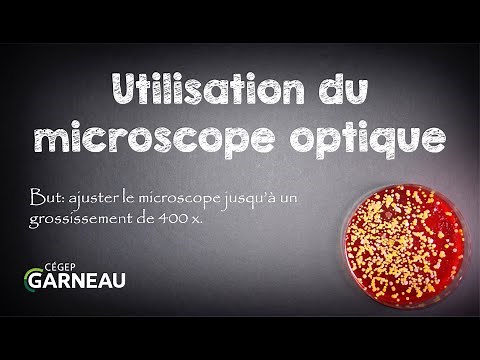 Utilisation du microscope optique