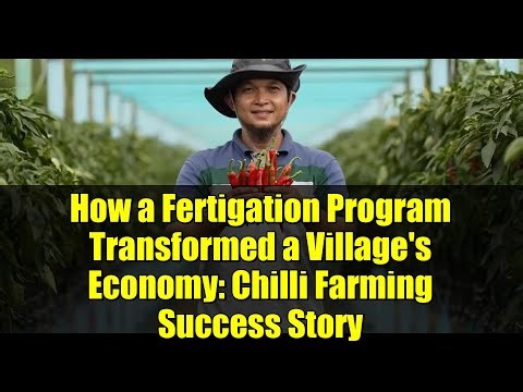 How a Fertigation Program Transformed a Village's Economy: Chilli Farming Success Story