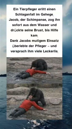 Jacob der Schimpanse: Lebensretter im Zoo