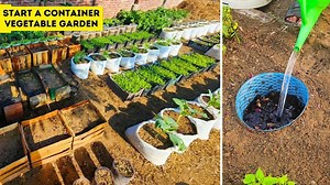 How I start my container garden and feed tomatoes and cucumbers effectively