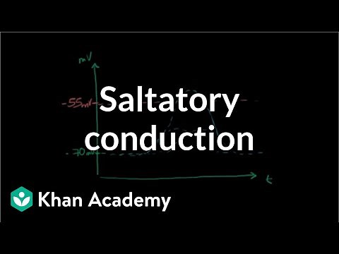 Saltatory conduction in neurons | Human anatomy and physiology | Health & Medicine | Khan Academy