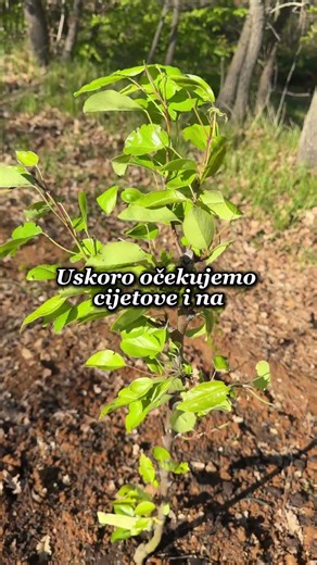 Mlade VOĆKE u AKCIJI #voće