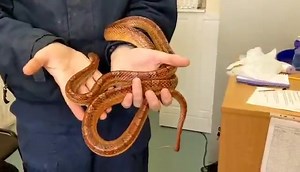Everyday is #FridayFunday when you work with animals but today it was Blaze's turn to have some fun! 💙 Blaze is a charming adult corn snake looking for a forever home, Blaze is believed to be male and is currently underweight so his new home should monitor this to make sure he gains extra weight over time. Blaze is around 6ft long.🐍 Blaze can be a little flighty so will need handled often to get him used to this. Blaze is very active and eager to explore, with a little time he will make a grea