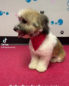 What is a puppy trim? A puppy trim is a little introductory grooming session that introduces the puppy to the grooming process. We do not take any length of the actual body yet because we want your puppy to feel safe and comfortable on their very first grooming visit! Did you know that your puppy's first grooming experience is the most important! Most puppies need regular grooming so it's vital they are introduced slowly and the grooming experience is a positive one. Otherwise they will be scare