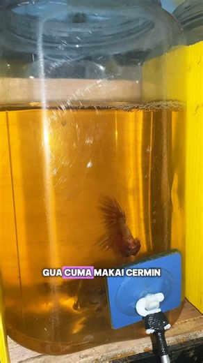 Asik banget emang ikan cupang kalo udah flaring kaya gini #cupanghias #ikan #fishcupang