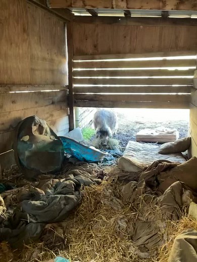 That’ll do pig that’ll do