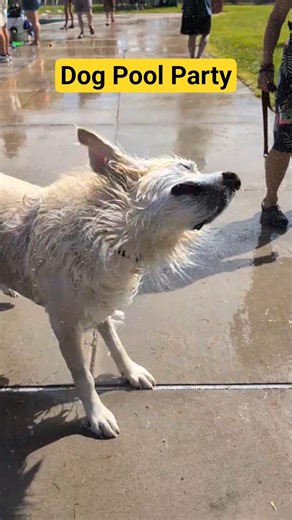 Dog Pool Party Vibes 🐾💦 Golden Retriever Shake Edition