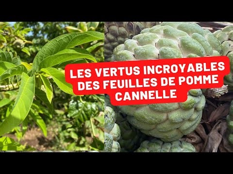 The Incredible Benefits of Cinnamon Apple Leaves: Health, Wellness, and More...