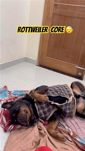 Pretty little baby cute Rottweiler sleeping 😴 #rottweiler #viral #youtubeshorts #pets