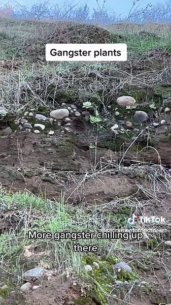 We out here chilling with native succulents that are helping fight erosion from the flooding in Northern California during this winter storm. #california #succulents #winter #storm #nativeplanttok #native #succulent #biodiversity #sacramento #flooding #erosion #botany #conservation #invasivespecies #native #flora #landslide #mudslide #nativeplants #water #flooding