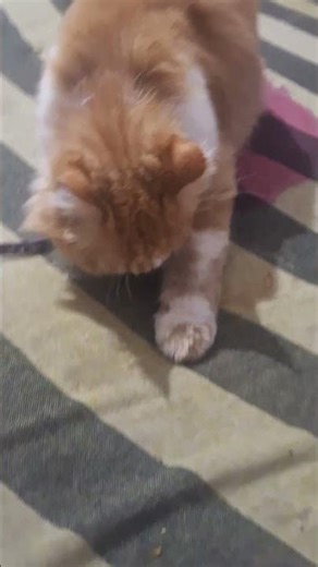 Billi ka Bistar par Sona🤗❤️#growwithcats​#catsfamily​#catslove​#viral​#shorts​ #cat​#facts​ #cat #vi