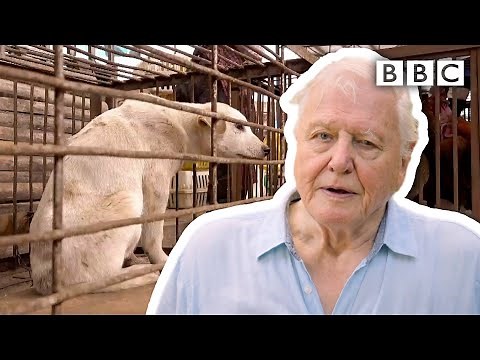David Attenborough’s warning: are humans responsible for pandemics? | Extinction: The Facts - BBC