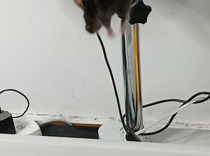 小鼠脑卒中（MCAO模型）从麻醉，到手术造模，再到缝合，10分钟搞定，只只让它瘫