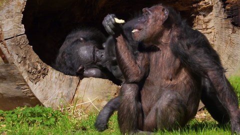 Chimpanzee Expressions: Unveiling Their Emotional World