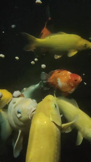 เอาใจหน่อยกินจนเหลือก็บีบทำอาหารเม็ดจมให้กินชะเลย | Popen Popen