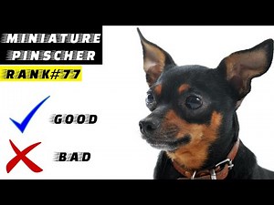 Miniature Pinscher Pros And Cons | The Good And The Bad