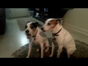 Jack Russell Terriers Howling