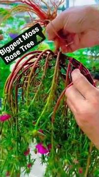 Amazing Cascading Moss Rose Waterfall Planter 🌸 | Stunning Portulaca Flower Display #shorts