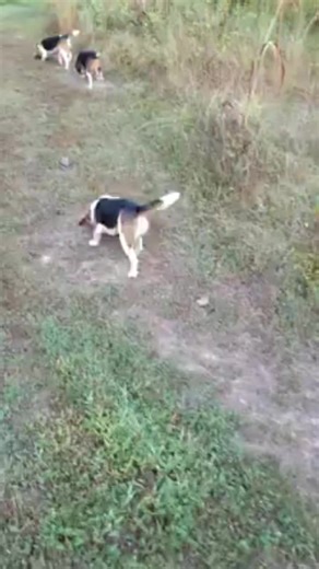 #beagle. Beautiful tri colors. | Catron's Kennel