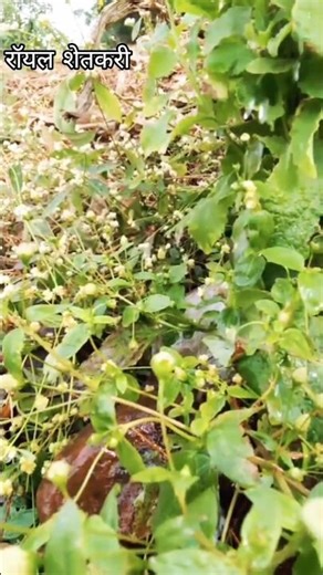 ladh re tu baliraja 🤞🤞 #song #marathi #agriculture #shetkari ‪@vjvlog-07‬