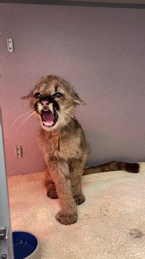 We get it Rose - you're tough! #rose #rosesrescue #spicy #fiery #mountainlion