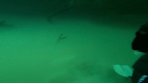 Impresionante video cenote Angelita entrando a la nube de sulfato de hidrogeno, el dia se convierte en obscuridad absoluta en segundos, una experiencia que no te puedes perder como buzo. | DIVERSION EN MONTAÑA