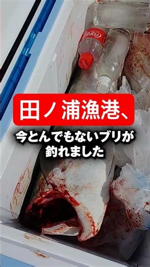 [The Miracle of Tanoura] An incredible yellowtail was just caught. #shorts #short