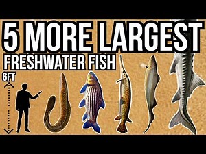 5 More of The Largest Freshwater Fish In The World Part 9