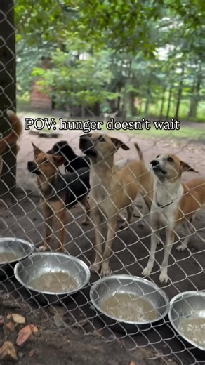https://www.paypal.com/donate/?hosted_button_id=7E77LC8WHNK4G 🐶🚨 *DON'T WAIT FOR HUNGER* 🐾! Stray dogs 🐶 & cats 🐱 need food NOW! 🍲 Donate to our link in bio ⬆️ and help us feed them 🐾! 🐱 Every shilling helps 🐶 🐾 Link in bio ⬆️ 🐶 #FeedStrays #DontWait #DonateNow #UgandaAnimals | Dogs rescue center