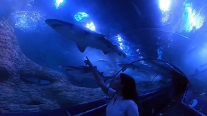 2.3K views · 41 reactions | Shark Update! Dont worry our dedicated staff are still giving the animals alllll the love 麗 Watch this video to learn a thing or two about Grey Nurse Sharks from one of our ocean guides. | AQWA The Aquarium of Western Australia | Facebook