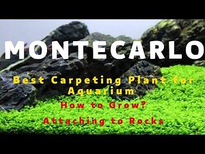 Monte Carlo planting Guide | How to Attach monte carlo on Rock? | Micranthemum | #Montecarloplant