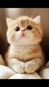 276K views · 9.2K reactions | Can you say mom    | JUST FUN | Facebook