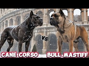 PERTARUNGAN DUA RAJA‼️CANE CORSO VS BULL MASTIFF,, SIAPA YANG LEBIH TANGGUH‼️