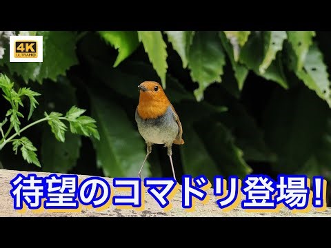 初めて見る野鳥「コマドリ」は美しかった！