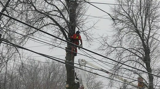 Decades of pruning forces removal of unsafe linden trees in North Bay