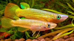 How To Tell Male And Female Killifish & Ways To Breed Them