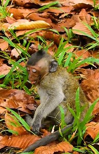 8.6K views · 272 reactions | Monkey Free on Reels | Facebook