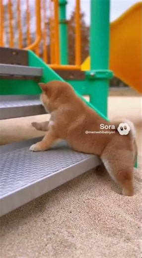 砂に足を取られる豆柴 / Mameshiba Struggling in the Sand【ASMR】