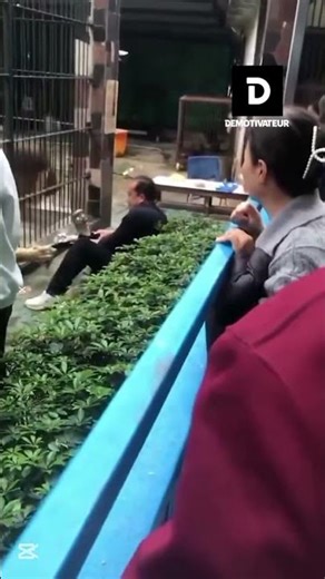 Lion Attacks Child at Zoo – Miracle Rescue Caught on Camera! #shorts