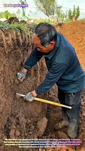 Root Vegetable Harvest: Watch a Farmer Expertly Dig Chinese Yam from Deep Soil! 🍠⛏️