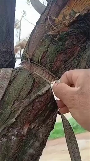 A man, noticing as a child how a rope tied to a tree branch had gradually tightened around the trunk over time, hindering its growth, felt the tree was suffocating and cut the rope with a razor blade to set it free. 😳😳