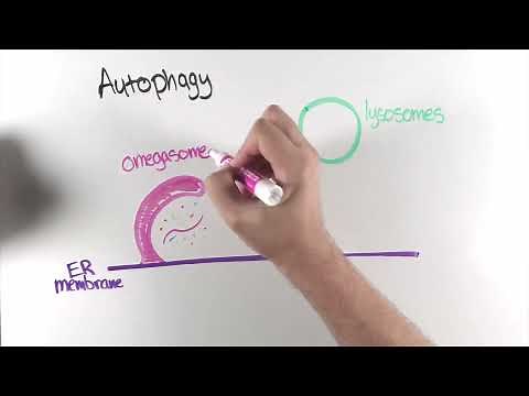 “ER-associated autophagy”: a new pathway to degrade misfolded proteins