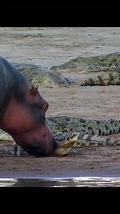 Crocs and Hippo #wildlife #animals #naturelovers #nature #documentary #hippos #crocodile | Wondersofjungle