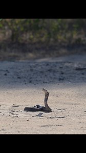 Mozambique Spitting Cobra in action #cobra #spitting #venom #venomous #africa #safari #snakes #wildlife | Robert Styppa