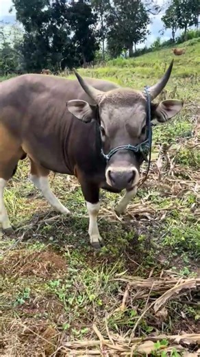 Sapi qurban 2026 | Sapi Bali bobot 500kg up#sapiqurban2026#sapibali#sapijumbo#abidichanel#cow